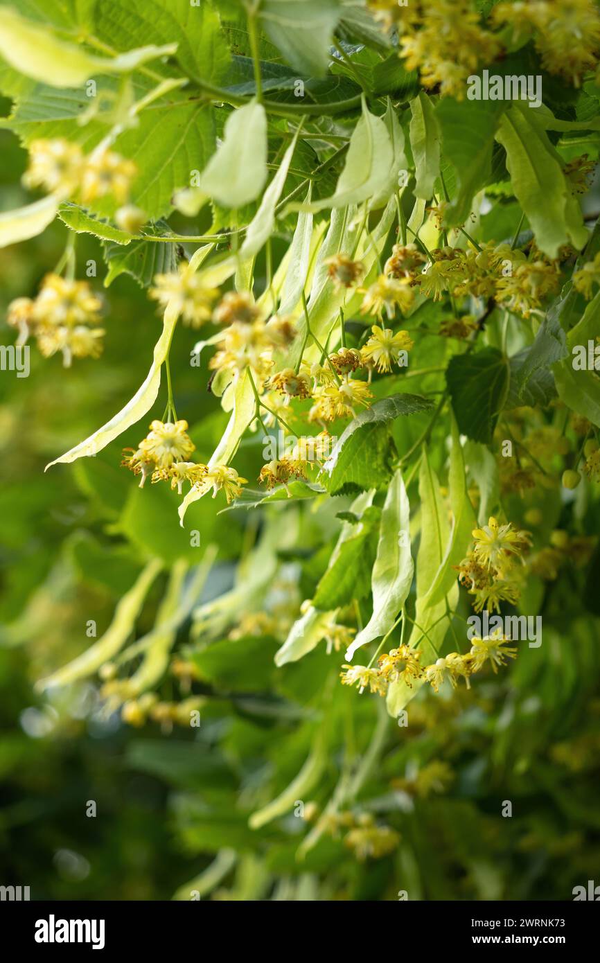 Fleurs de petit tilleul (Tilia cordata). Branche couverte de fleur jaune utilisée pour la préparation de thé curatif à base de plantes. Dos naturel Banque D'Images