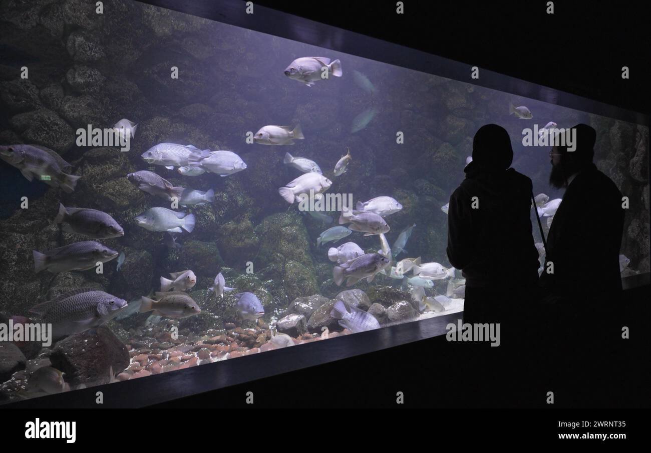 Un couple juif haredi regarde les poissons à l'aquarium Gottesman Family Israel, dédié à la conservation des habitats aquatiques d'Israël, à Jérusalem. Israël Banque D'Images