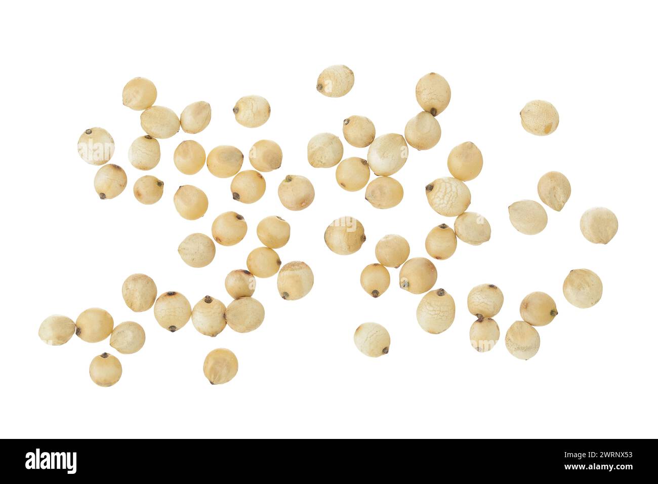 Graines de sorgho isolées sur fond blanc. Vue de dessus. Pose à plat. Banque D'Images