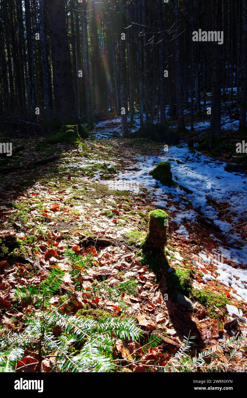 Vue partielle d'une forêt en Europe centrale par une froide journée d'hiver avec de la neige Banque D'Images