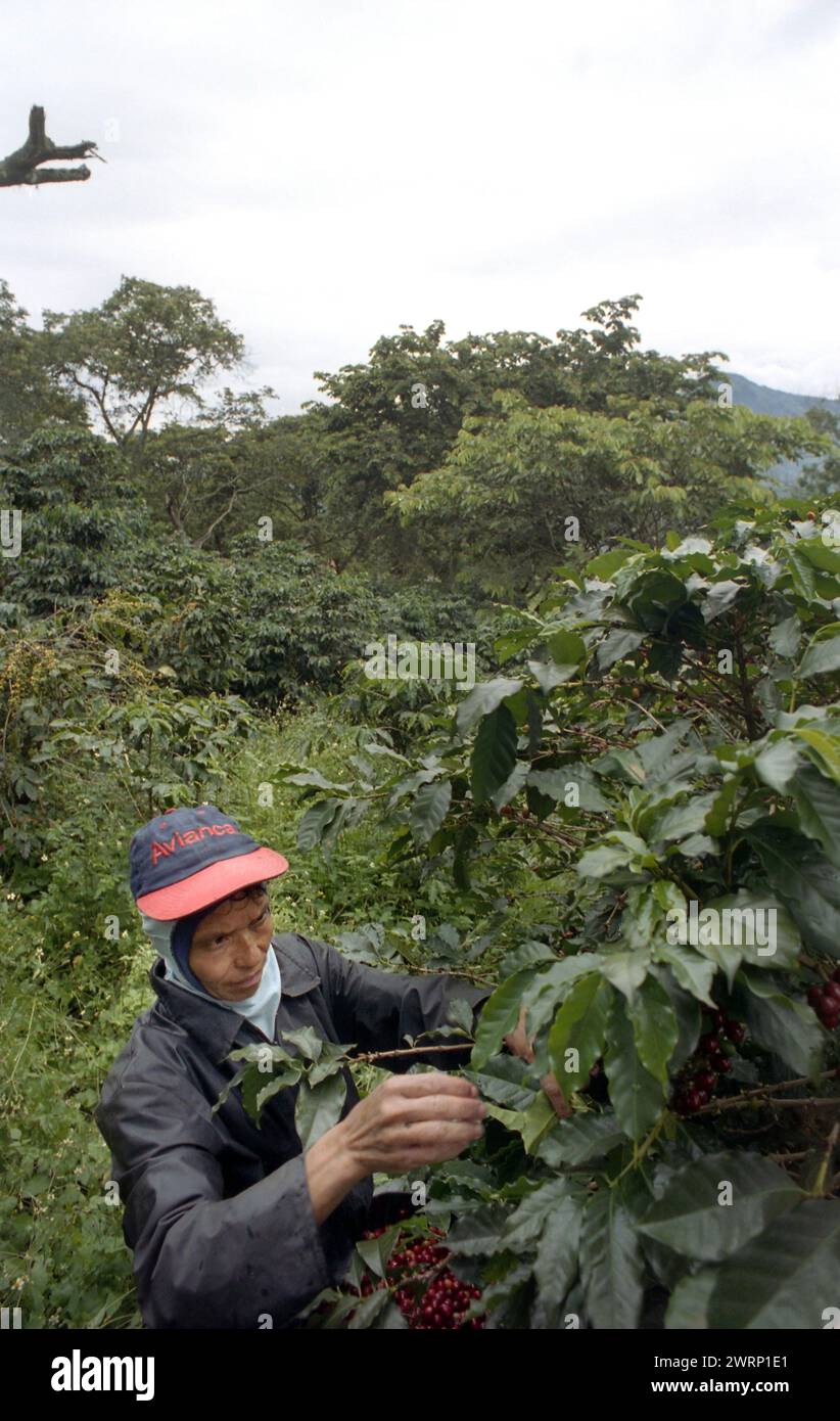 Colour shot Coffee Plantation, les montagnes des Andes, Medellin, Colombie, Amérique du Sud avec cueilleurs de café, plants de café, grains de café Banque D'Images Colour shot Coffee Plantation, les montagnes des Andes, Medellin, Colombie, Amérique du Sud avec cueilleurs de café, plants de café, grains de café Banque D'Images