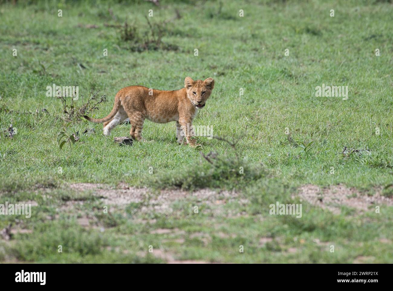 Petit lion africain (Panthera leo) Banque D'Images