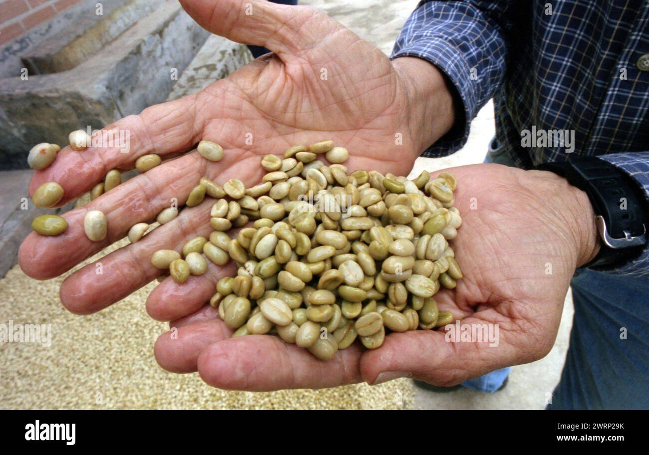 Colour shot Coffee Plantation, les montagnes des Andes, Medellin, Colombie, Amérique du Sud avec cueilleurs de café, plants de café, grains de café Banque D'Images Colour shot Coffee Plantation, les montagnes des Andes, Medellin, Colombie, Amérique du Sud avec cueilleurs de café, plants de café, grains de café Banque D'Images