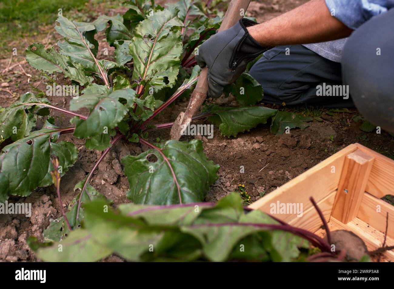 Un fermier cueillant des betteraves fraîches dans son jardin de serre. Banque D'Images