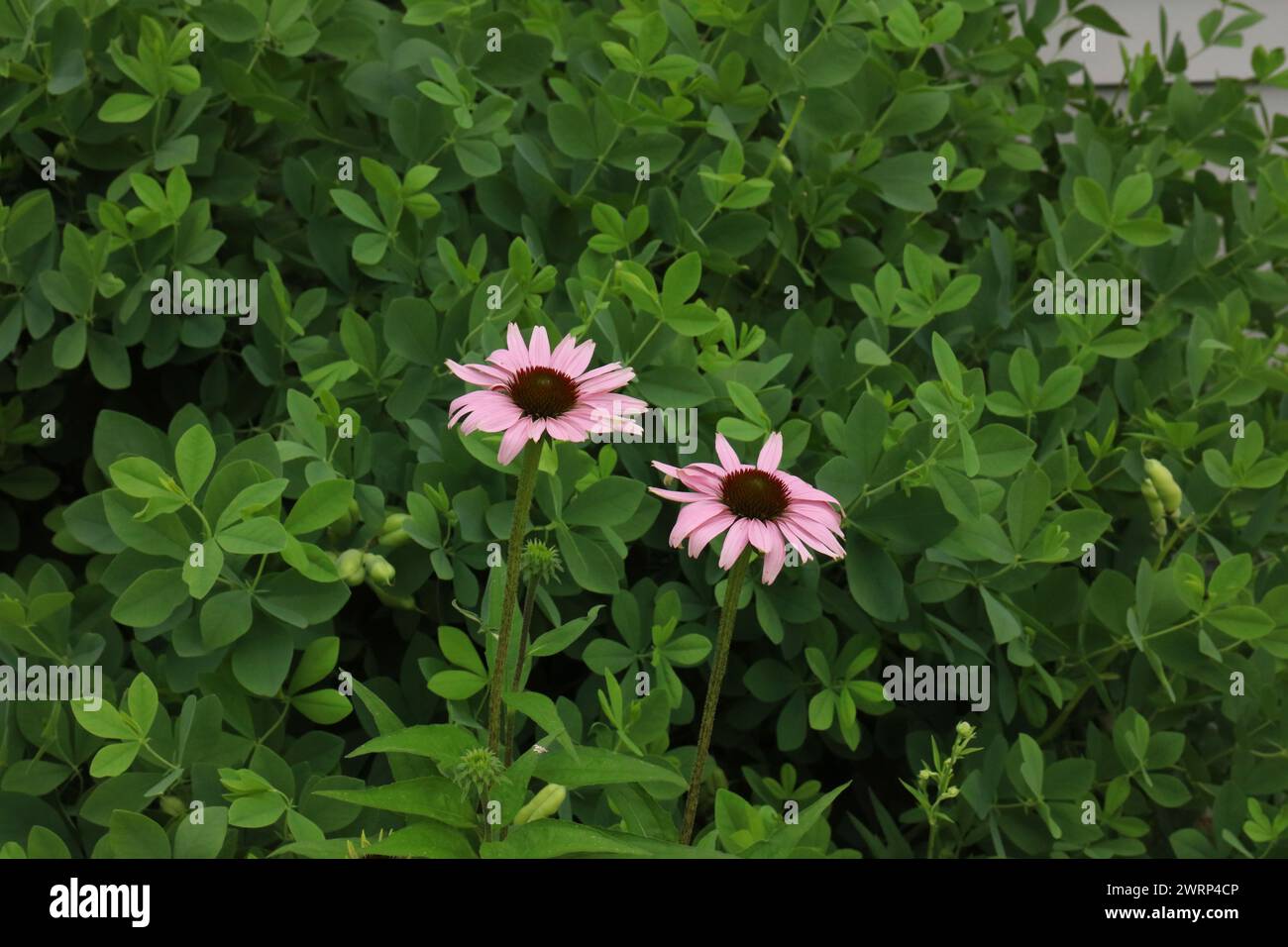 Deux fleurs Purple Coneflowers devant un faux Bush Indigo Bleu dans le Wisconsin, en été Banque D'Images