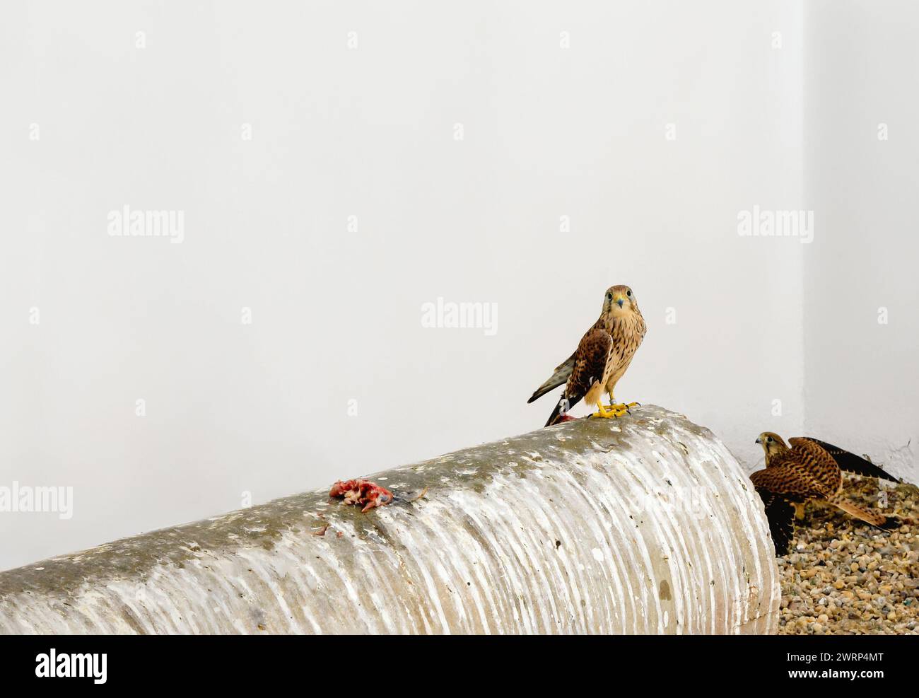 Kestrel sur un tube métallique entre sa nourriture et un autre oiseau étalant ses ailes.. Falco tinnunculus Banque D'Images