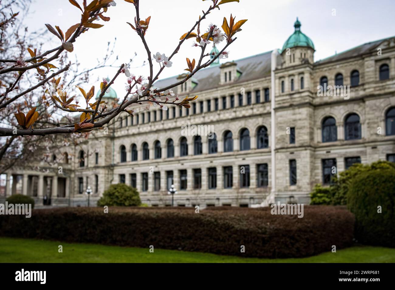 Photo sélective d'une branche de cerisier en fleurs devant l'édifice du parlement de Colombie-Britannique Canada où se réunit l'Assemblée législative Banque D'Images