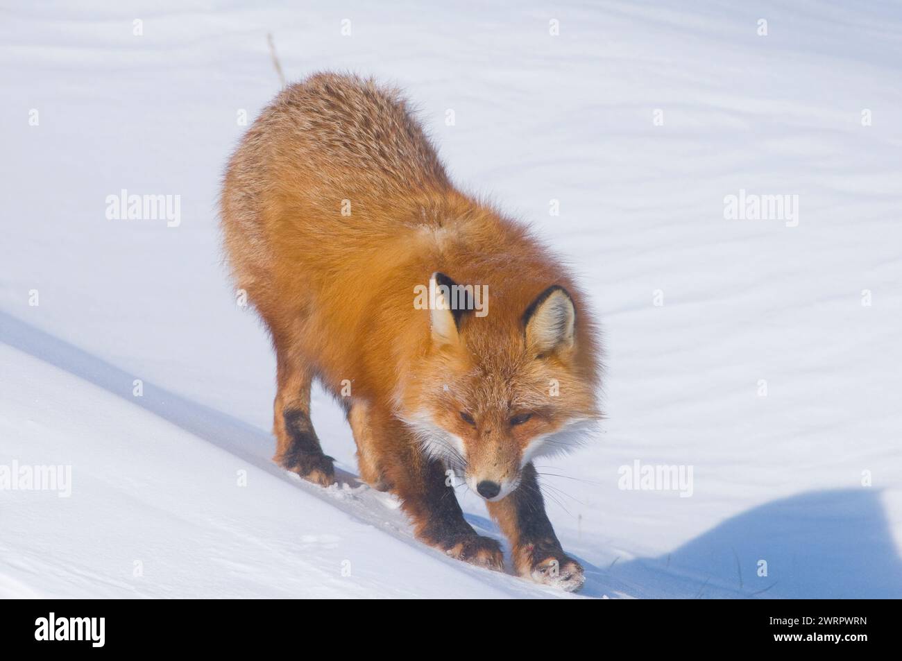 Renard roux, Vulpes vulpes, adulte repose sur un banc de neige en hiver le long de la côte arctique de l'Alaska Banque D'Images