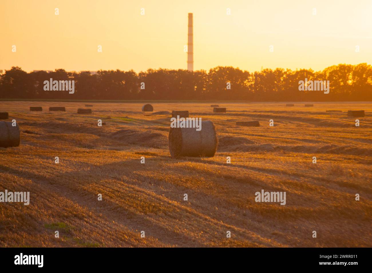 Balles carrées rondes de paille de blé séchée pressée sur le champ après récolte. Soirée ensoleillée d'été, coucher du soleil à l'aube. Balles de blé pressé dans les champs. Travaux de récolte agro-industriels. Agriculture paysage agraire Banque D'Images