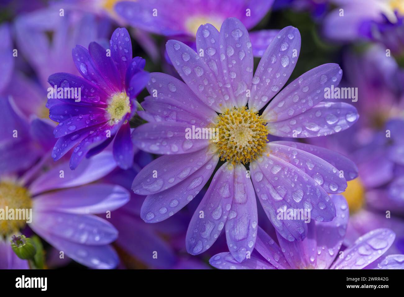 Fleurs de Cineraria fleurissant et recouvertes de gouttes de pluie. Banque D'Images