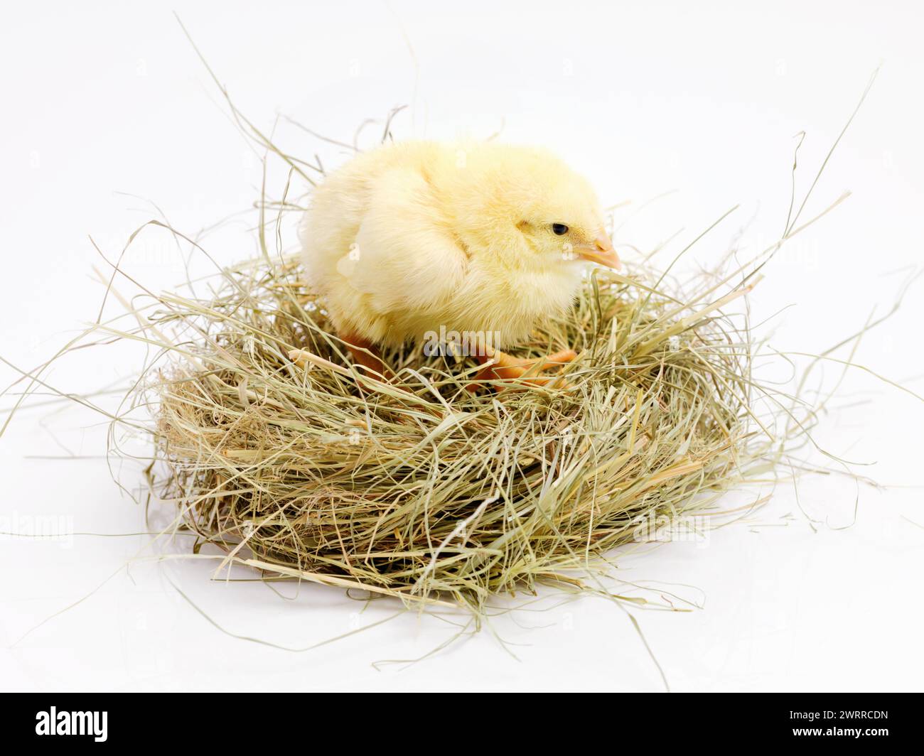 Nouveau-né, poussin et nid en studio avec isolé sur fond blanc, mignon et petit animal en jaune. Bébé, poulet et nourrisson pour l'agriculture Banque D'Images