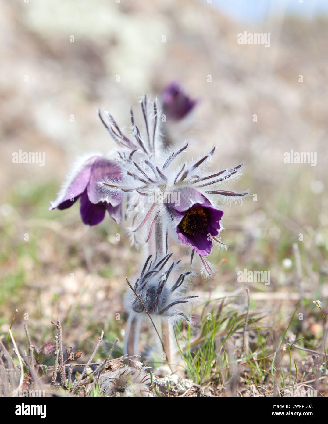 Gros plan de Pulsatilla pratensis dans une prairie au début du printemps. Mise au point sélective Banque D'Images