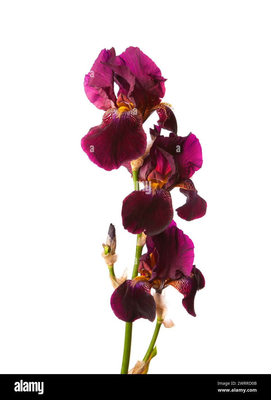 Brin de trois fleurs d'Iris violet foncé isolé sur un fond blanc. Banque D'Images