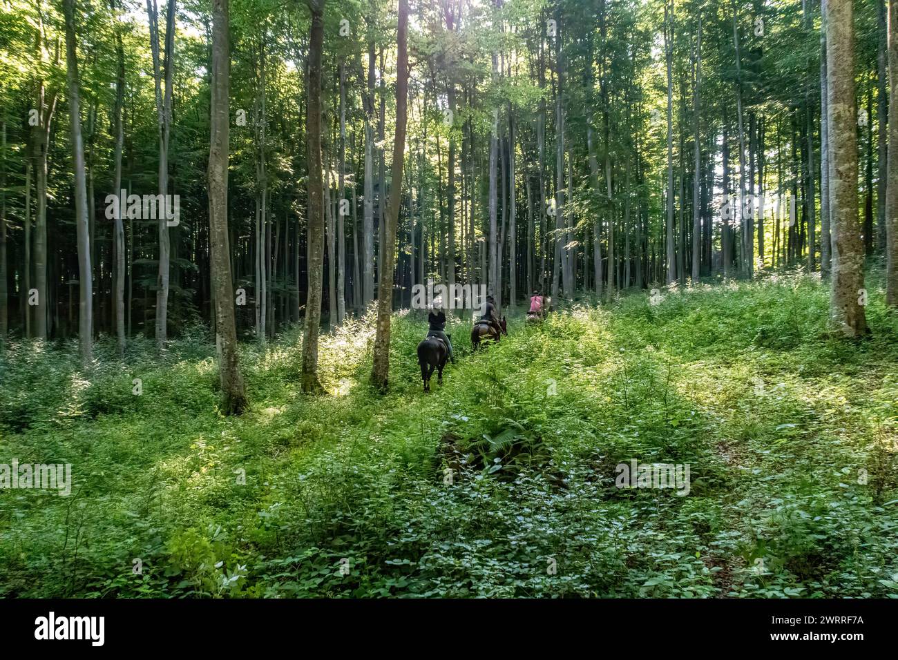 Équitation dans le paysage des carpates Banque D'Images