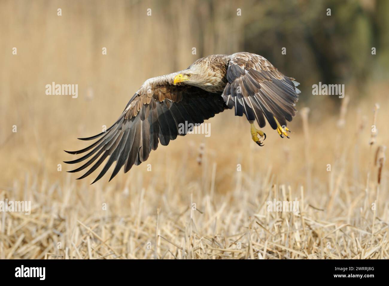 Aigle à queue blanche / aigle de mer ( Haliaeetus albicilla ) en vol, impressionnant adulte, plus grand oiseau de proie indigène volant au-dessus de terres humides entourées de Go Banque D'Images