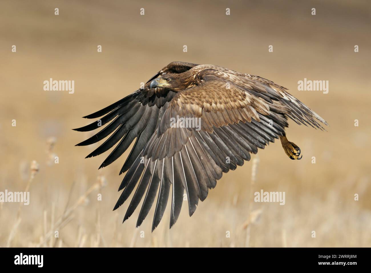 Aigle à queue blanche / Aigle de mer ( Haliaeetus albicilla), immature, subadulte, jeune oiseau de proie en vol puissant au-dessus des terres humides, de la faune, de l'Europe. Banque D'Images