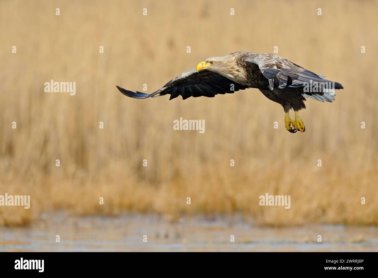 Aigle à queue blanche / aigle de mer ( Haliaeetus albicilla ) en vol, adulte impressionnant avec bec jaune massif, yeux pointus et griffes puissantes, plus grand n Banque D'Images