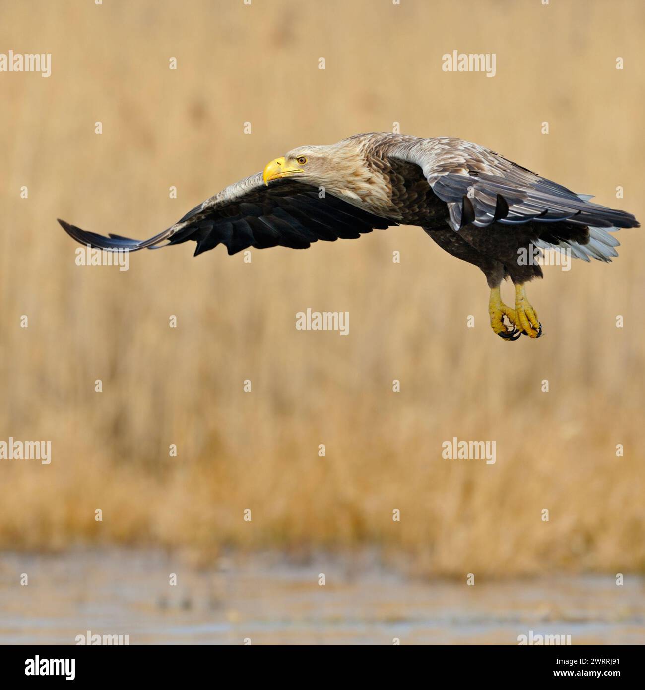 Aigle à queue blanche / aigle de mer ( Haliaeetus albicilla ) en vol, adulte impressionnant avec bec jaune massif, yeux pointus et griffes puissantes, plus grand n Banque D'Images