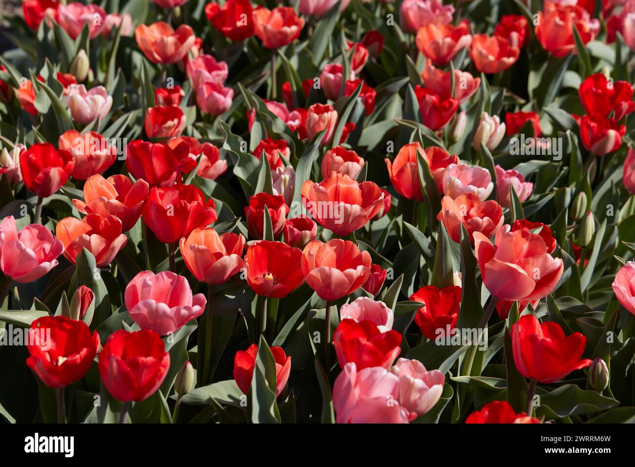 Fleurs de tulipe et champ dans le fond de texture de couleurs rouge et rose dans la lumière du soleil de printemps Banque D'Images