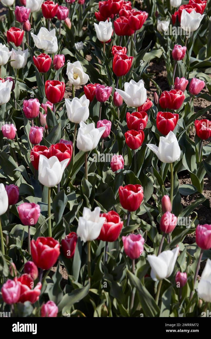 Fleurs de tulipe en rouge, blanc et rose fond de texture de couleurs dans la lumière du soleil de printemps Banque D'Images