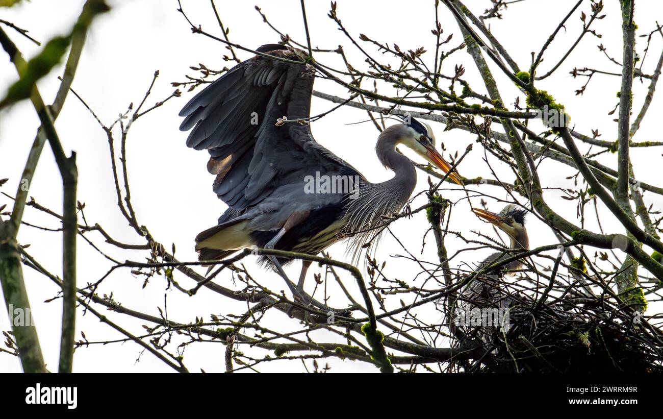 Un mâle Great Blue Heron rassemble du matériel de nidification pour offrir son compagnon pour le placement final Banque D'Images