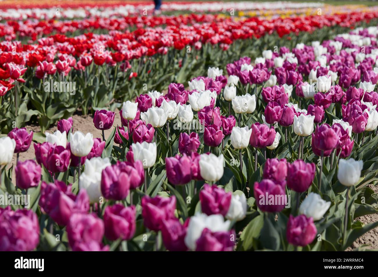 Fleurs de tulipe en blanc, violet, rouge, rose et champ à la lumière du soleil de printemps Banque D'Images