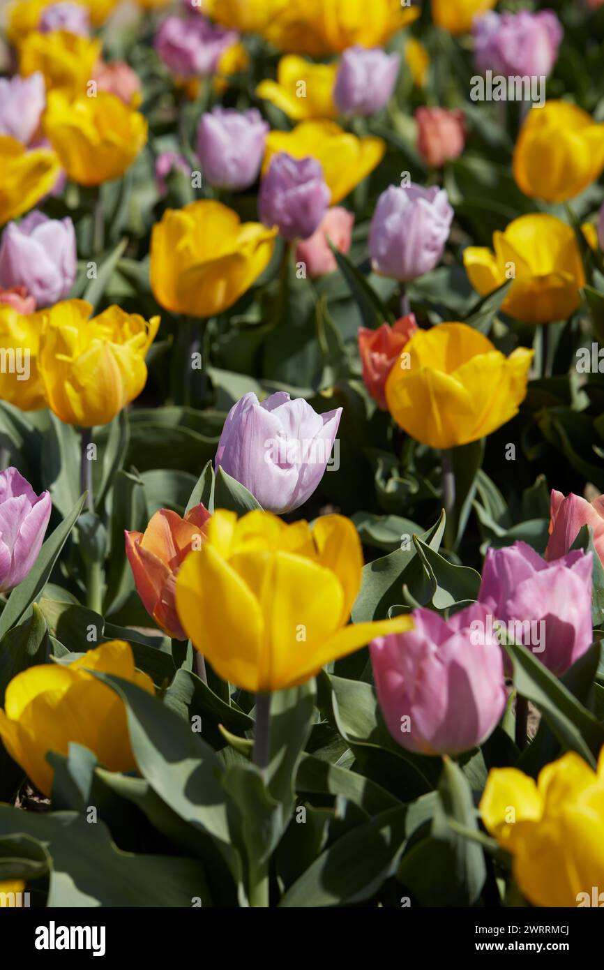 Fleurs de tulipe naines en fond de texture de couleurs jaune, violet et rose à la lumière du soleil de printemps Banque D'Images