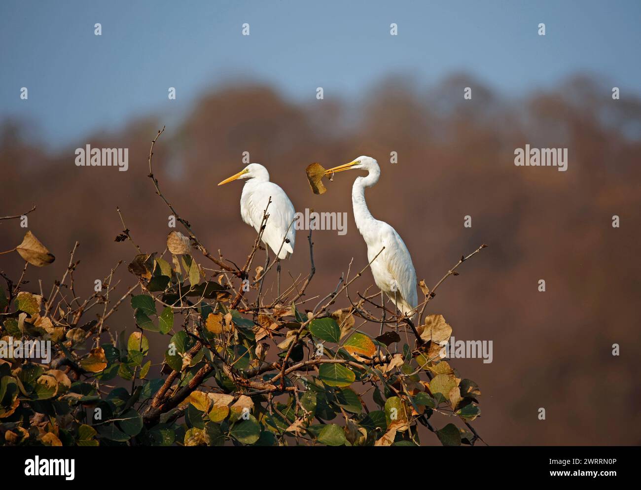 Aigrette intermédiaire à Ranthambore Inde Banque D'Images