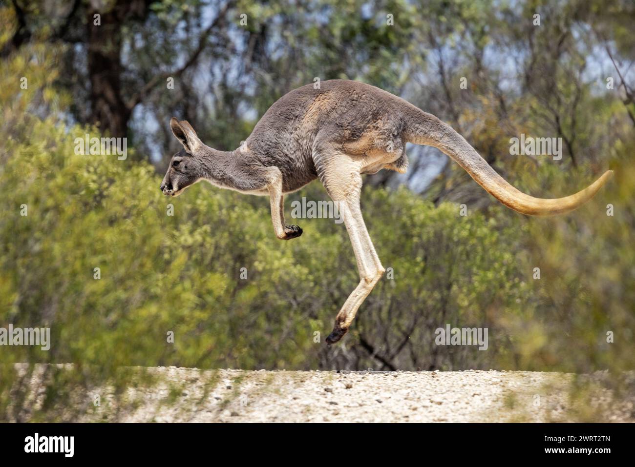 Kangourou australien en vol Banque D'Images