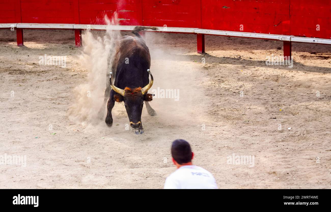 Un homme fait face à un taureau dans une arène pendant Bouvine, il doit récupérer une cocarde placée sur la tête du taureau Banque D'Images