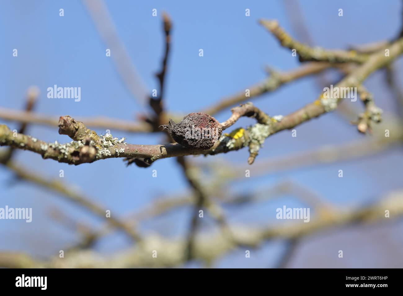 Momie de fruits sur un pommier. Banque D'Images