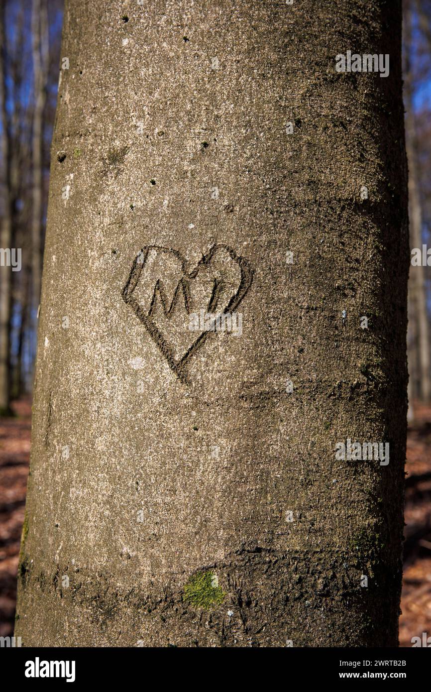 Coeur sculpté dans l'écorce d'un hêtre dans les montagnes de l'Ardey, Herdecke, Rhénanie-du-Nord-Westphalie, Allemagne. Herz in einer Rinde einer Buché im Ardeyge Banque D'Images