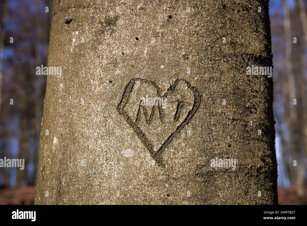 Coeur sculpté dans l'écorce d'un hêtre dans les montagnes de l'Ardey, Herdecke, Rhénanie-du-Nord-Westphalie, Allemagne. Herz in einer Rinde einer Buché im Ardeyge Banque D'Images