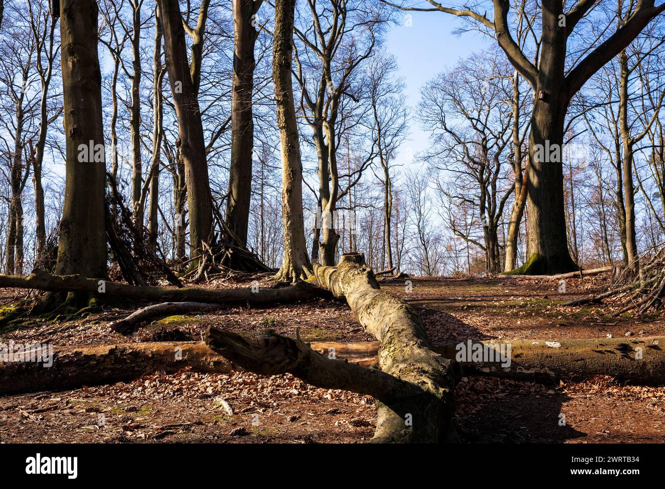 Arbres tombés dans la forêt à la piste Ruhrhoehenweg dans les montagnes Ardey près de Wetter sur la rivière Ruhr, Rhénanie du Nord-Westphalie, Allemagne. gefallène Banque D'Images
