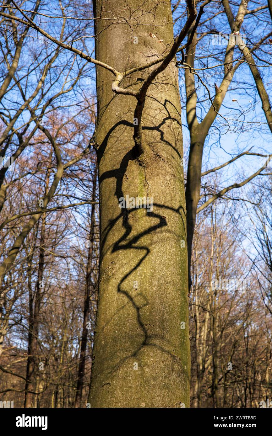 Forêt à la piste Ruhrhoehenweg dans les montagnes Ardey près de Wetter sur la rivière Ruhr, ombre d'une branche sur le tronc, Rhénanie du Nord-Westphalie, Germa Banque D'Images