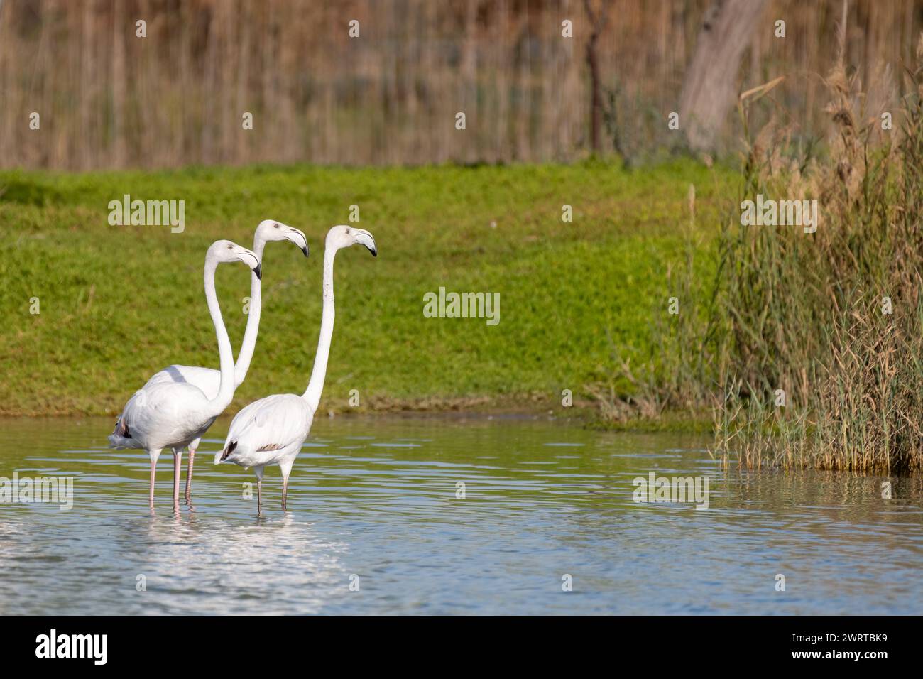 Trois grands flamants roses (phoenicopterus roseus) se tenant à proximité les uns des autres au lac Al Qudra à Dubaï, Émirats arabes Unis. Banque D'Images