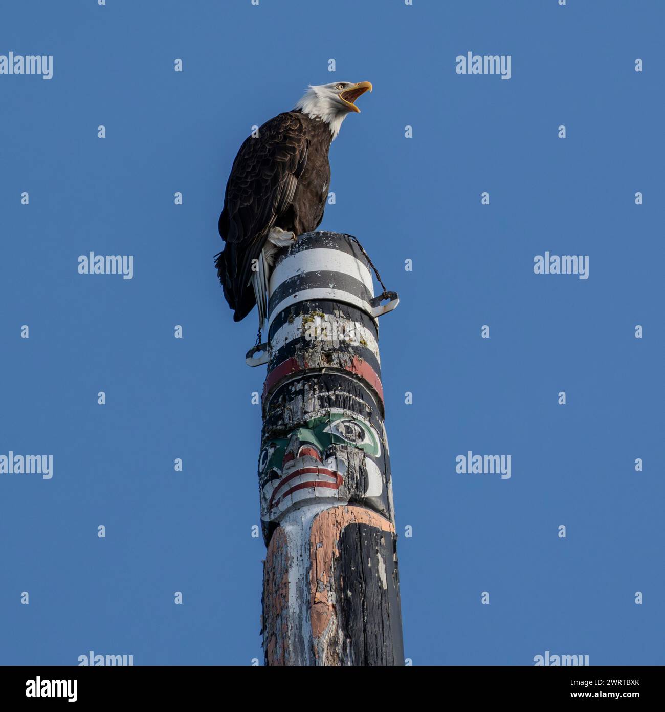 Un aigle à tête blanche (Haliaeetus leucocephalus) hurlant au sommet du pôle Story dans le parc Beacon Bill à Victoria, Colombie-Britannique, Canada. Banque D'Images