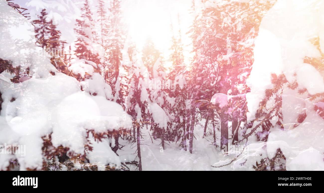 Tache de lumière sur les arbres couverts de neige sur le paysage d'hiver Banque D'Images