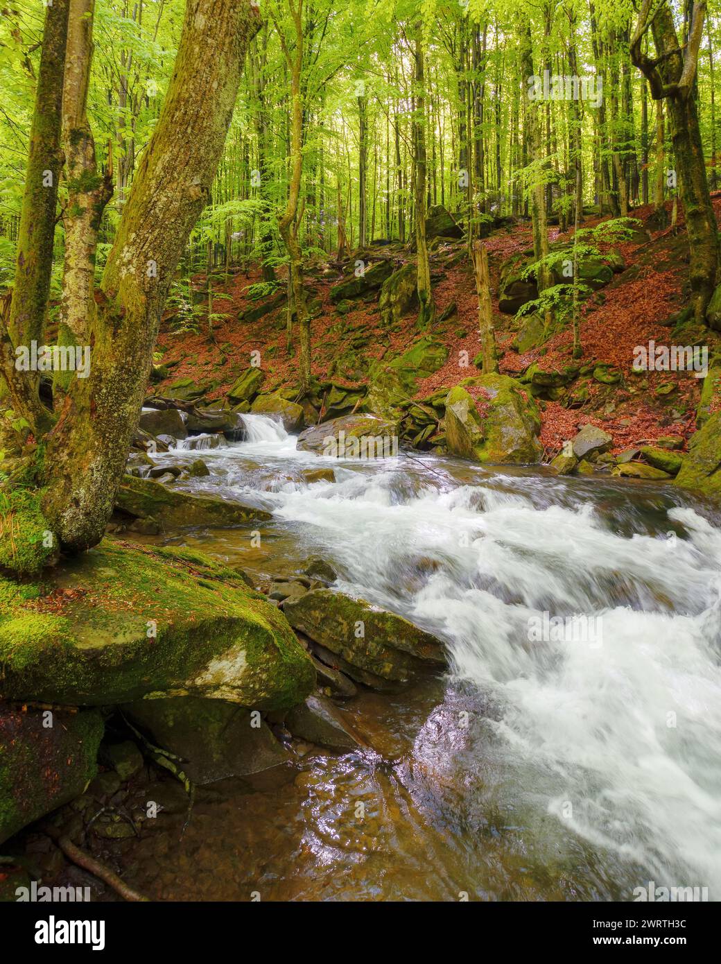 ruisseau d'eau dans les bois des carpates parmi les pierres. paysage naturel extérieur d'un ruisseau dans la forêt de hêtres au printemps. écologie et concept d'eau douce Banque D'Images