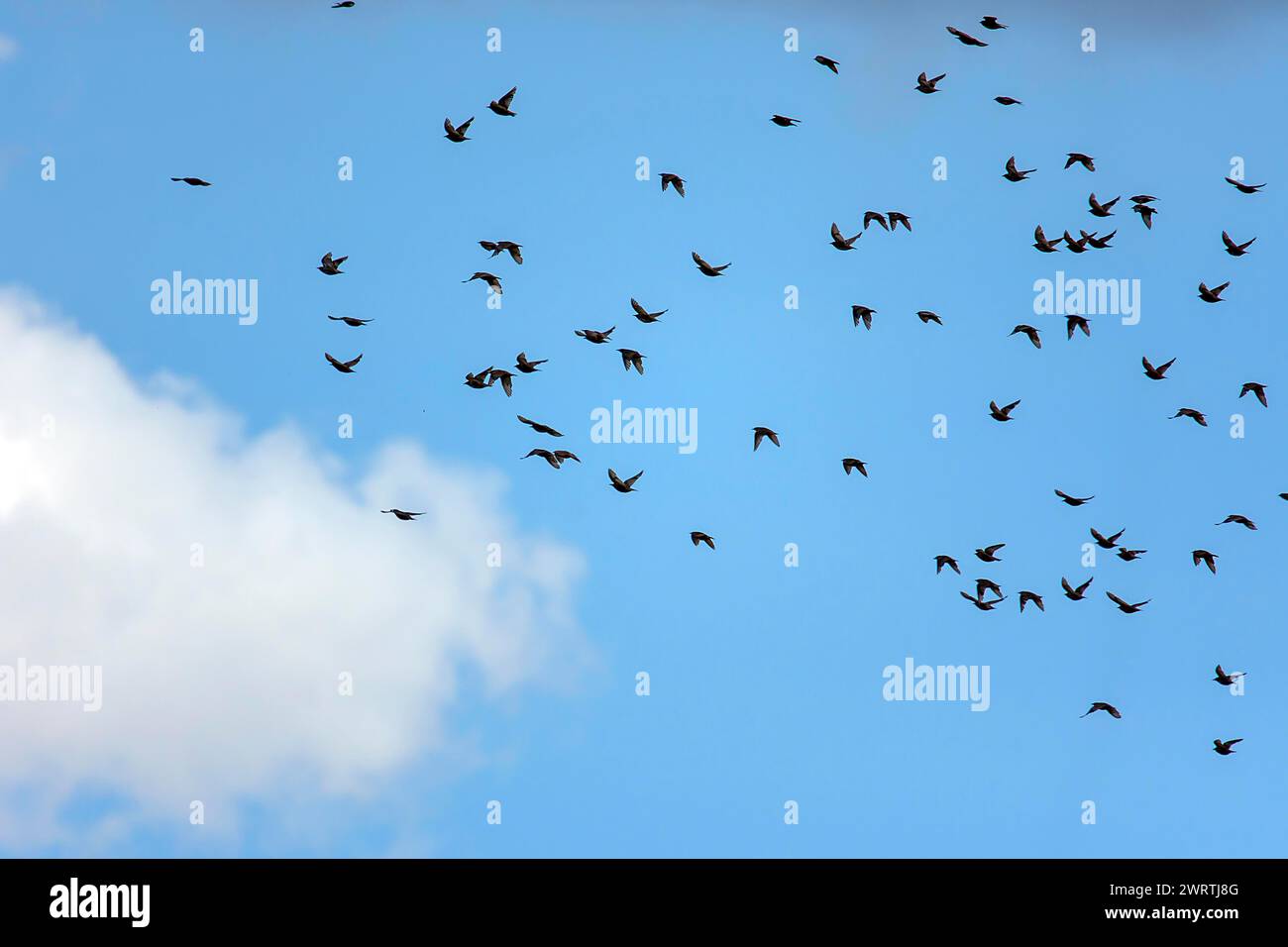 Étourneau commun (Sturnus vulgaris) dans le ciel bleu, Mecklembourg-Poméranie occidentale, Allemagne Banque D'Images