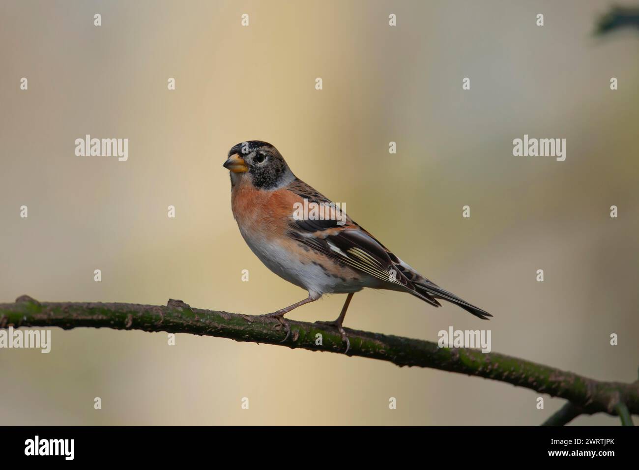 Brambling (Fringilla montifringilla) oiseau femelle adulte sur une branche de houx, Angleterre, Royaume-Uni Banque D'Images
