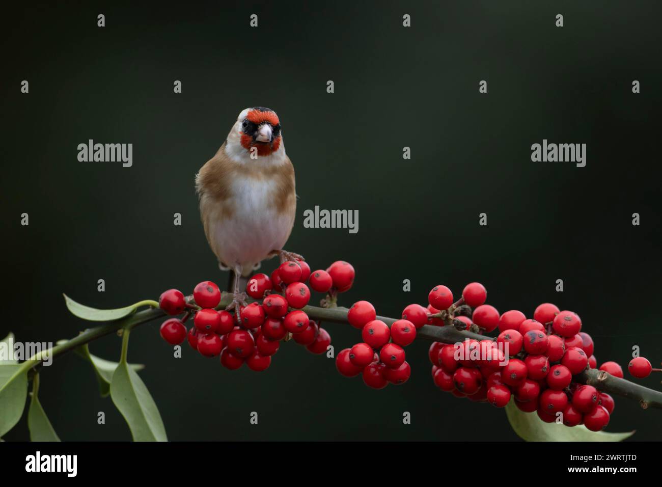 Orfèvre d'Europe (Carduelis carduelis) oiseau adulte sur une branche de houx avec des baies rouges en hiver, Angleterre, Royaume-Uni Banque D'Images