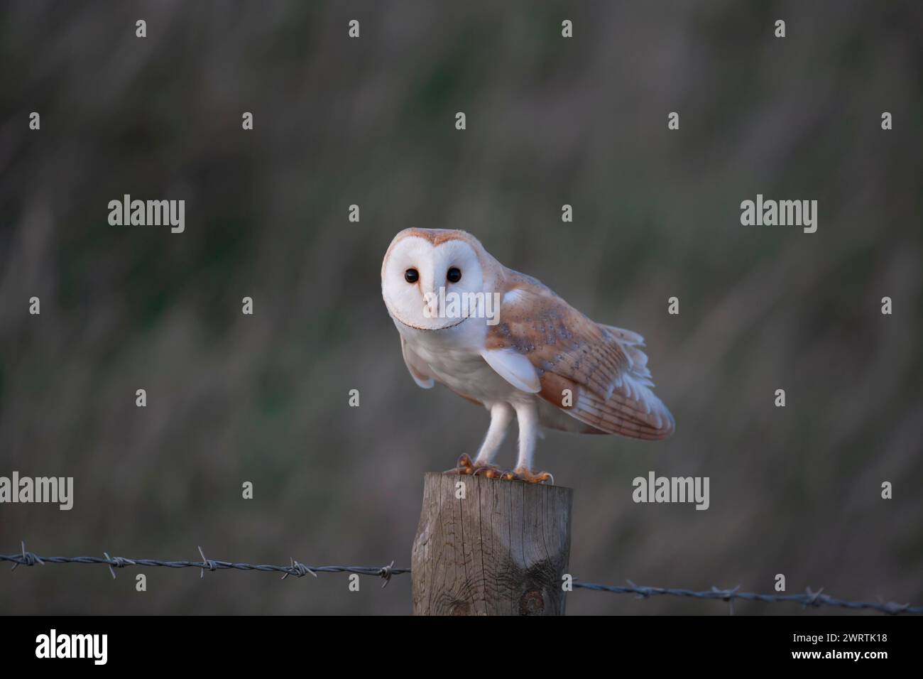 Grange hibou (Tyto alba) oiseau adulte sur un poteau de clôture, Angleterre Royaume-Uni Banque D'Images