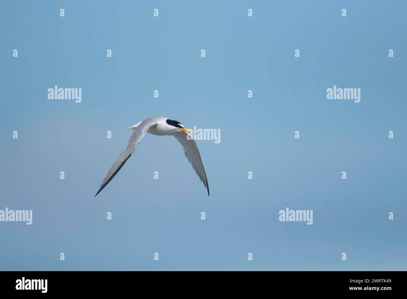Petite sterne (Sternula albifrons) oiseau adulte en vol contre un ciel bleu, Suffolk, Angleterre, Royaume-Uni Banque D'Images Petite sterne (Sternula albifrons) oiseau adulte en vol contre un ciel bleu, Suffolk, Angleterre, Royaume-Uni Banque D'Images