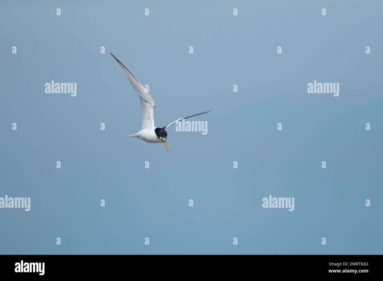 Petite sterne (Sternula albifrons) oiseau adulte en vol contre un ciel bleu, Suffolk, Angleterre, Royaume-Uni Banque D'Images Petite sterne (Sternula albifrons) oiseau adulte en vol contre un ciel bleu, Suffolk, Angleterre, Royaume-Uni Banque D'Images