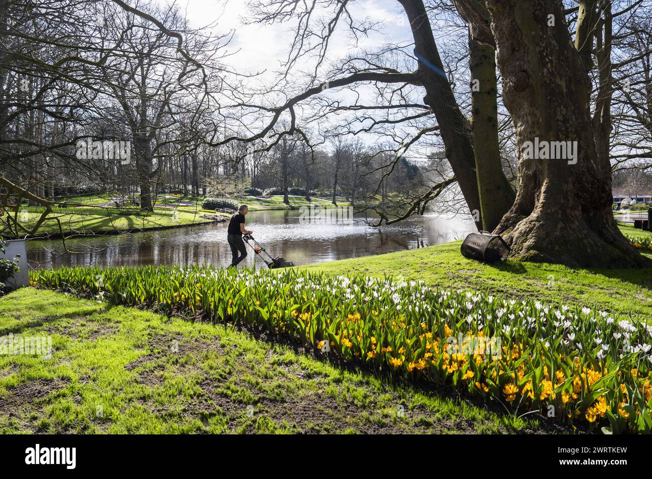 LISSE - Un lit de fleurs à de Keukenhof. Le parc fleuri est presque prêt à recevoir des visiteurs à nouveau dans la nouvelle saison. ANP JEROEN JUMELET pays-bas OUT - belgique OUT Banque D'Images