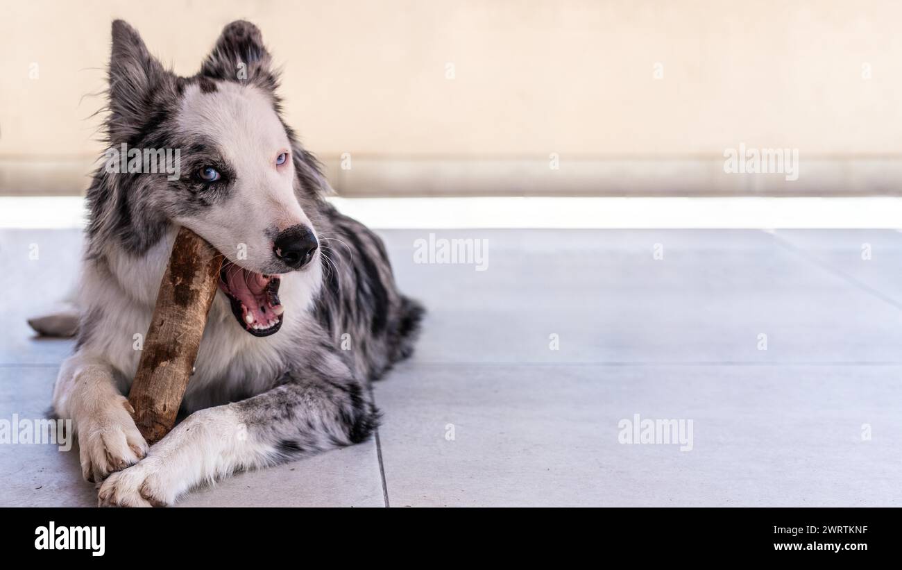 Un chien est allongé sur le sol avec un tronc d'arbre dans sa bouche. Le chien semble être heureux et content comme il mâche sur le tronc de l'arbre Banque D'Images