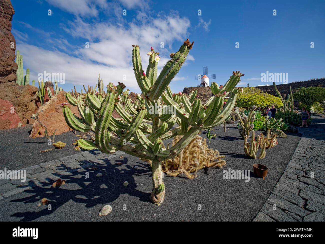 Jardin de cactus, jardin de Cactus, conçu par l'artiste Cesar Manrique, derrière le moulin de gofio restauré, Lanzarote, îles Canaries, îles Canaries Banque D'Images