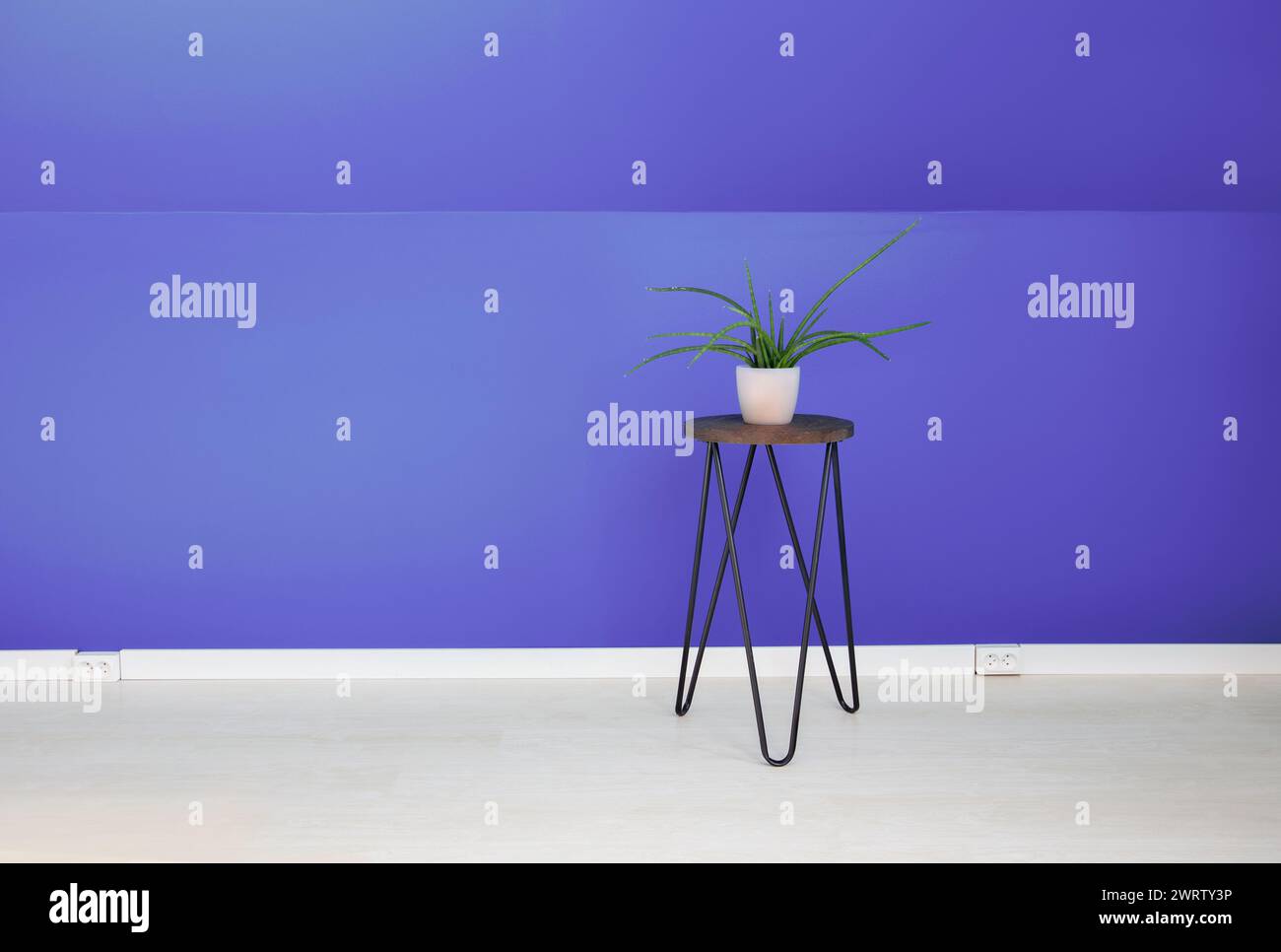 Chambre à la maison avec mur violet, sol stratifié blanc, pot de fleur sur le stand. Beaucoup d'espace de copie. Banque D'Images