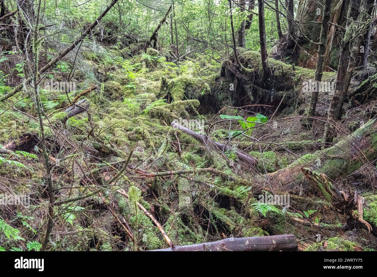 Bâtiments au bord de l'eau sur la rive de Petersburg sur Sandy Beach Road, Alaska, États-Unis Banque D'Images